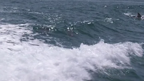 A group of dolphins on ocean in slow motion Stock Footage 83526494