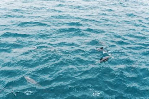 Group of dolphins in open ocean. View from boat Stock Photos