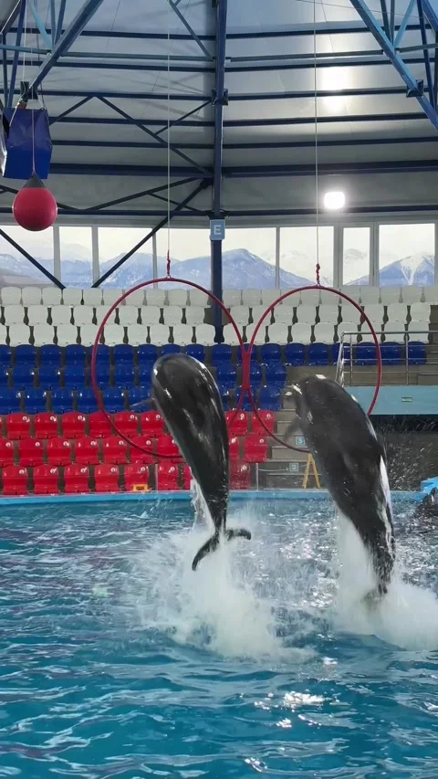 A group of dolphins performs a show in an indoor dolphinarium. Two dolphins swim 库存影片 329665473