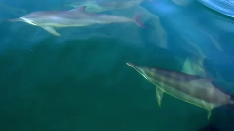 Group of Dolphins play and make flips in water shimmering in sunlight. Sri Lanka Video stock 75772559