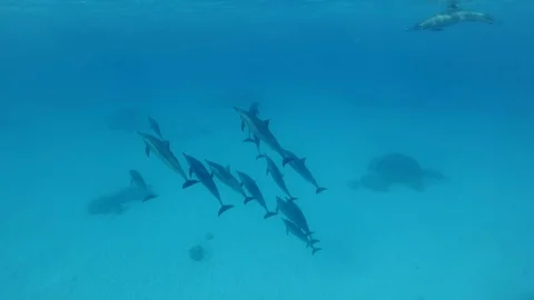 Group of dolphins plays on the surface of the water, circling in bubbles Stock Footage 104902671