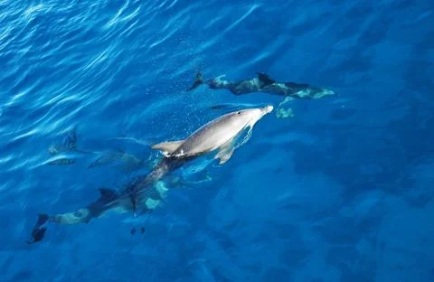 Group of dolphins in the sea Stock Photos