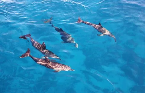 Group of dolphins in the sea Stock Photos