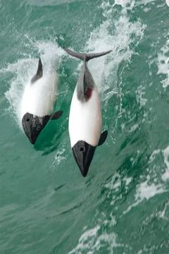 Group of dolphins in the Strait of Magellan Stock Photos
