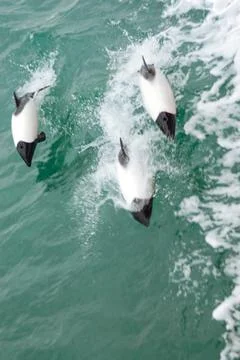 Group of dolphins in the Strait of Magellan 스톡 사진