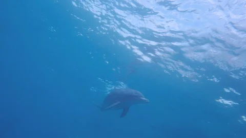 Group of dolphins swims under surface in blue water. Stock Footage 128793523