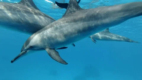 Group of dolphins very close swims in a circle under surface in blue water. Stock Footage 105884352