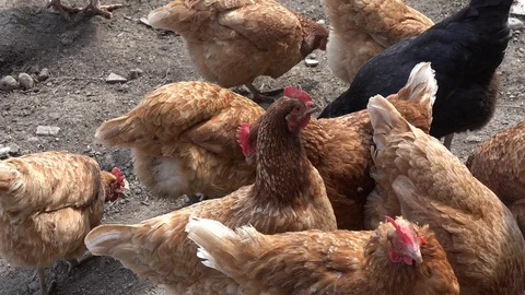 Group of domestic chicken and rooster at a farm looking for food 4k Stock Footage 130123053