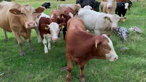 A Group of Domestic Cows Close Up in Nature, 4K, Sweden Stock Footage 137791553