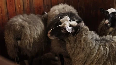 A group of domestic sheep with thick wool 스톡 동영상 335238543