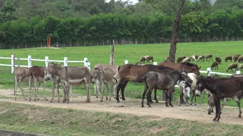 Group donkey walking and resting on local road. Stock Footage 66531085
