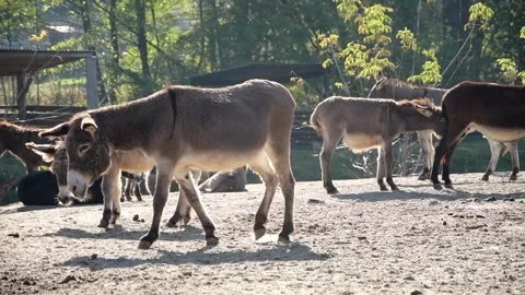A group of donkeys graze and forage together on the ground Stockbeeldmateriaal 344033309