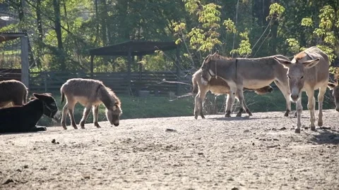 A group of donkeys graze and forage together on the ground Stockbeeldmateriaal 344033343