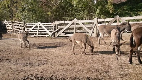 A group of donkeys graze and forage together on the ground 库存影片 344906391