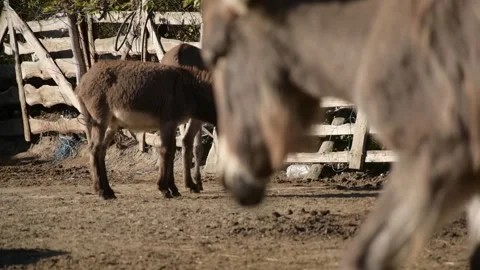 A group of donkeys graze and forage together on the ground 库存影片 344906436