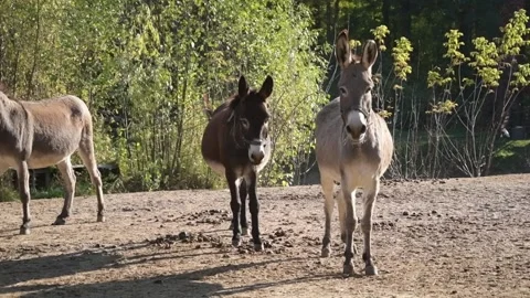 A group of donkeys graze and forage together on the ground 库存影片 344907849