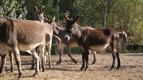A group of donkeys graze and forage together on the ground 库存影片 344908037