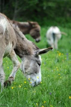 Group of donkeys grazing in the spring Stock Photos