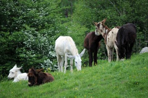 Group of donkeys grazing in the spring Foto stock