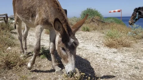 Group of Donkeys, Italy Video stock 276498799