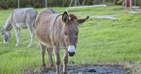 Group of donkeys in a meadow Stock Footage 264188399