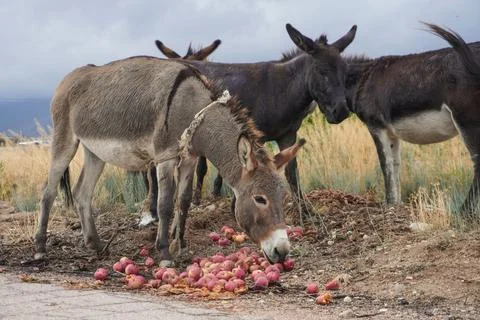 A group of donkeys Stock Photos