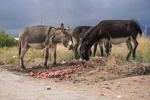 A group of donkeys Stock Photos
