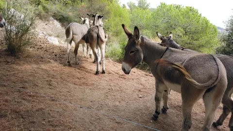 Group Of Donkeys Running In The Mountain Stock Footage 116393137