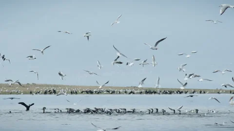 Group of Double-Crested Cormorants gulls fishing diving lake Kerkini slow Stock Footage 266431033