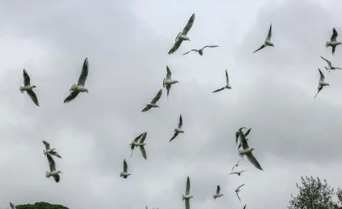 Group of doves in the air Stock Photos