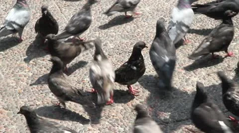 A group of Doves Stock Footage 10607321