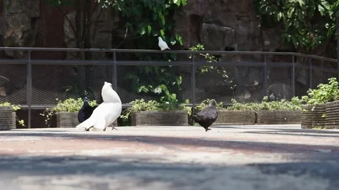 Group of doves or pigeon walking in the pathway inside large aviary Stock Footage 253798881