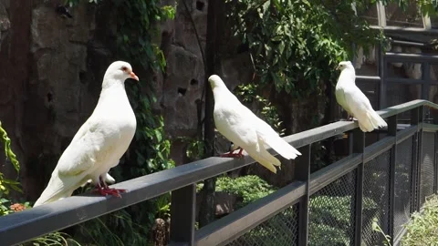 Group of doves or pigeon walking in the pathway inside large aviary Stock Footage 253799033