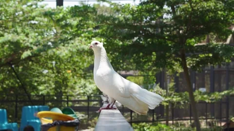 Group of doves or pigeon walking in the pathway inside large aviary Stock Footage 253801901