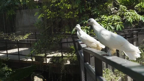 Group of doves or pigeon walking in the pathway inside large aviary Stock Footage 253807685