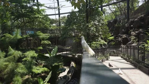 Group of doves or pigeon walking in the pathway inside large aviary Stock Footage 253808838