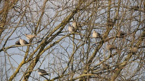 Group of doves (tortore) on the branches 4K - Italian nature Stock Footage 120007468