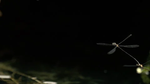A group of dragonflies hovering around. Stock Footage 266836806
