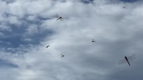 Group of dragonfly flying in the blue cloudy sky in the morning Stock Footage 263298788