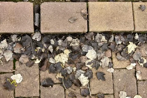Group of dried leaves on a rectangular flagstone pathway Stock Photos
