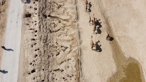 Group of dromedaries camels Stock Footage 201941240
