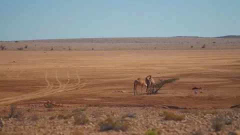 A Group Of Dromedary Camels Grazes On Sparse Vegetation In The Vast Arid Desert Stock Footage 324854063