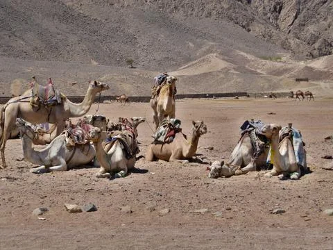 Group of dromedary camels on vacation. They stand and lie on the sand and f.. Stock Photos