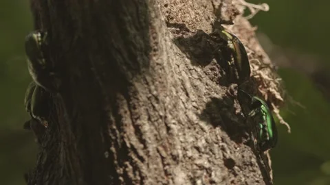 Group of drone beetles feeding on a tree. Stock Footage 162048611