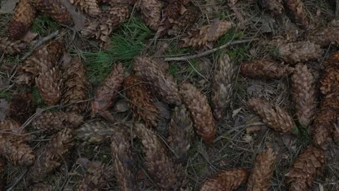 Group of dry brown colored pine cones lies on forest path Stock Footage 194042232