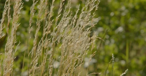 Group of dry Festuca in the wind Stock Footage
