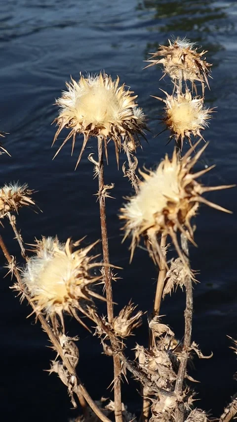 Group of dry thistles. River background. Stock Footage 278860797