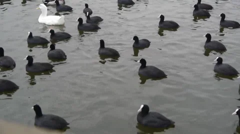 A group of duck Video stock 909315
