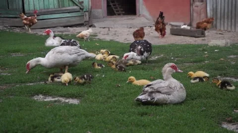 A group of duck in a grassy yard Stock Footage 130505119