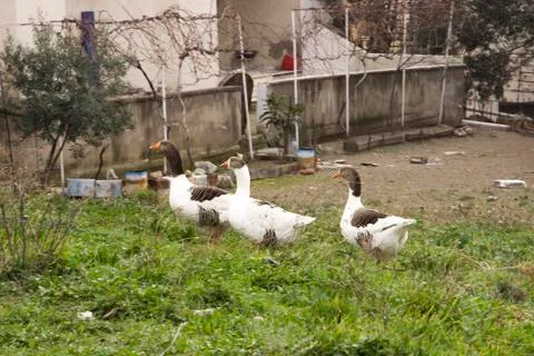 Group of duck Stock Photos